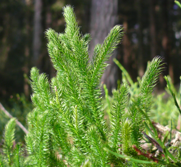 Beyond the Belly: The Wider Reach of Lycopodium Clavatum