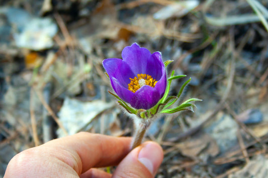 Pulsatilla Pratensis for men—any paradox?