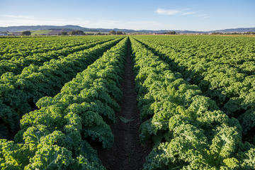 Kale crop